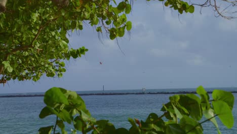 a calm blue ocean stretches to the horizon, framed by lush tropical foliage under a bright sky.