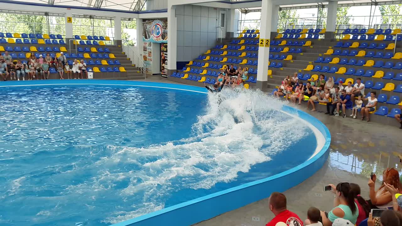 Odessa, Ukraine - August 2017: Dolphinarium. Man instructor and dolphins swimming together. Show of dolphins.