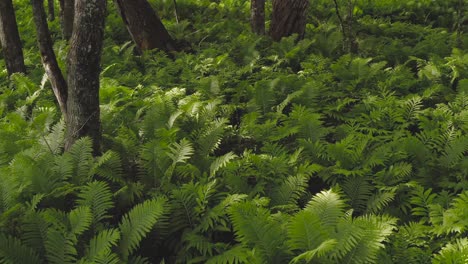 Ruhige-Luft-über-Waldboden-üppige-Vegetation-4k