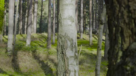 static shot while walking through a dense forest with tall tree trunks and green foliage in thetford forest, norfolk, uk on a sunny day