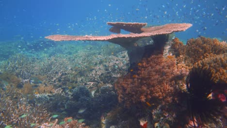 Camera-gliding-forward-above-a-healthy-coral-reef-and-under-a-table-coral-with-many-small-fish