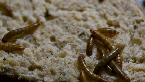 the mealworm is a species of darkling beetle used to feed pets like fish, snakes, birds, and frogs