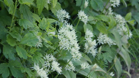 mittlerer schuss von wildem knoblauchblättern und blüten