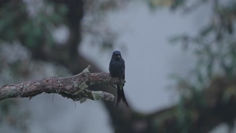 el drongo negro es un pequeño pájaro paseriano asiático de la familia drongo dicruridae