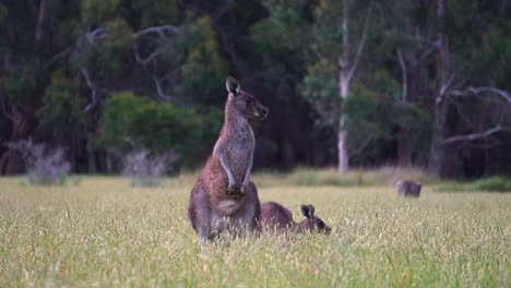 wild friendly eastern grey kangaroo looking straight into the camera while chewing the grass with joey