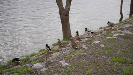 patos salvajes a la orilla del río