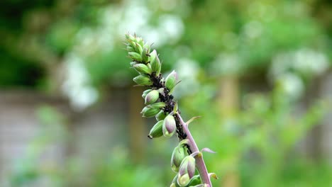 black ants and black aphids feeding on the tip of a foxglove flower head