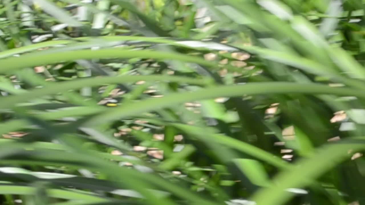 Background from a grass. The nature in a garden