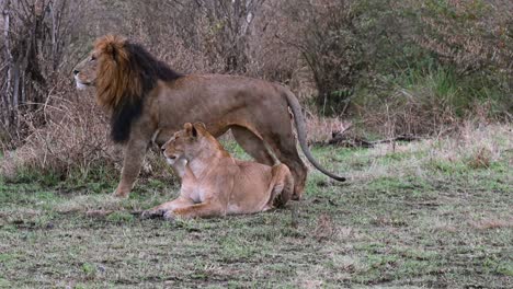 Una-Pareja-De-Leones-En-La-Reserva-Nacional-Masai-Mara-En-Kenia