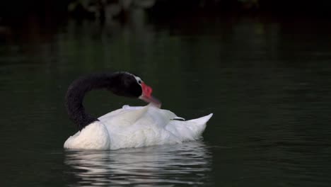 un cisne de cuello negro que prepara cuidadosamente sus plumas con su pico mientras nada con sus compañeros en un lago