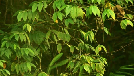 hermosa jungla verde de frondosas hojas tropicales con niebla y luz solar