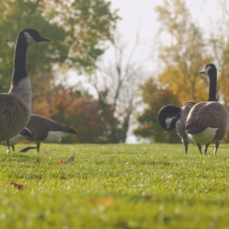 A-Flock-Of-Geese-Walk-In-A-Green-Meadow-At-Sunset-4