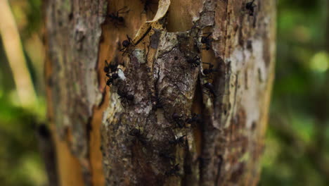 close-up of group of big ants walking on a tree trunk in front of their burrow