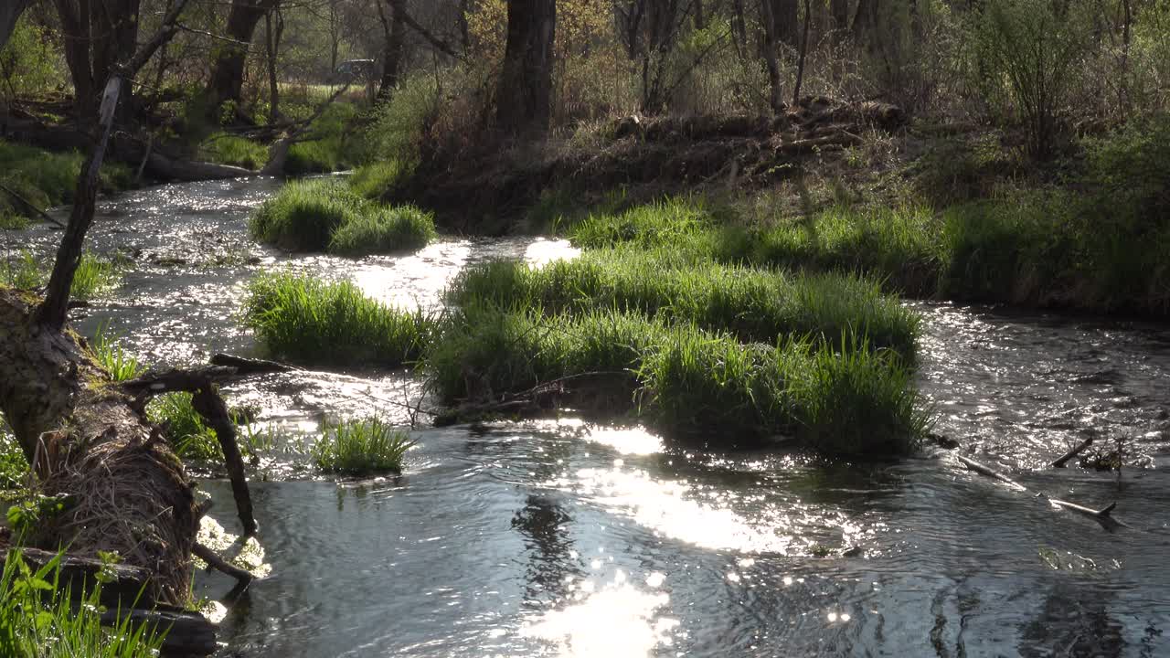 Sunlight Sparkling on a Tranquil Forest Stream