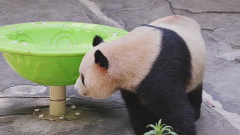 a close up of a panda eating