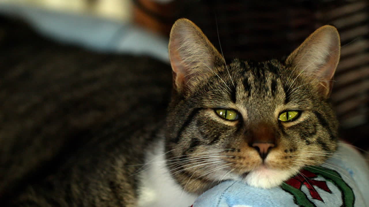 Gatto carino che si gira verso la fotocamera seduto su un ginocchio