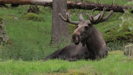 Elk-or-Moose,-(Alces-alces)-in-the-green-forest.-Beautiful-animal-in-the-nature-habitat.