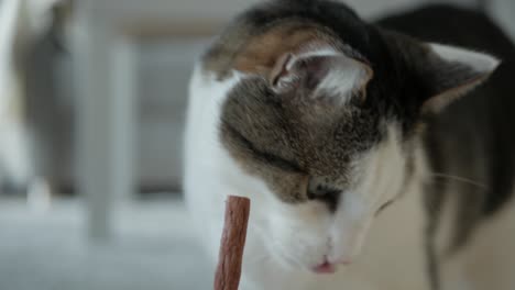 Curious-hungry-domestic-cat-licking-a-meat-snack-stick,-closeup