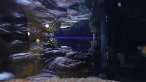 small turtles in an aquarium