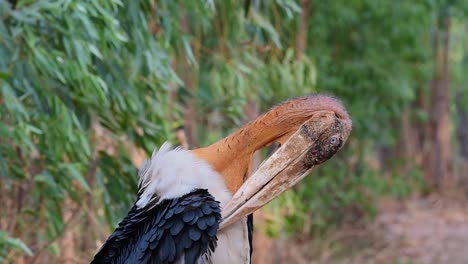 wild endangered species greater adjutant, leptoptilos dubius, gently preening its wing feathers on a windy day in a forest in buriram, isan, thailand, asia