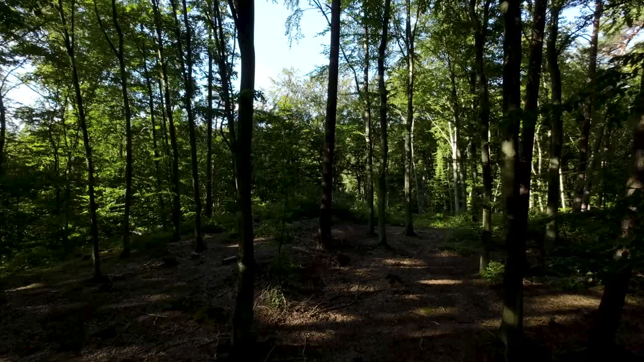 울창한 숲의 나무 캐노피를 통해 햇빛 그림자