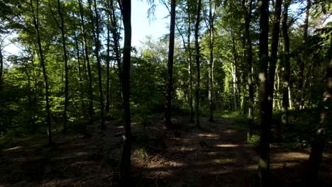 sunlight shadows through tree canopies in dense forest