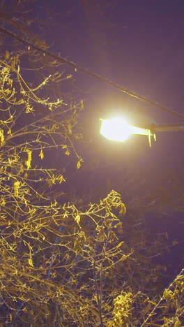ramas de árboles desnudas bajo el suave resplandor dorado de la luz de la calle, destacando una escena pacífica e invernal con fondo oscuro, las hojas de otoño todavía se aferran a las ramas