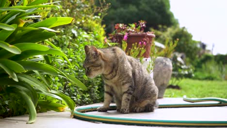 sleepy tabby cat seated on a garden at daytime