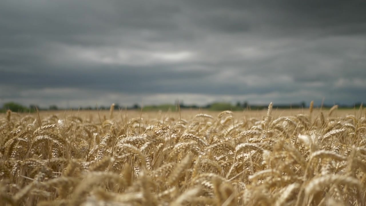 Wheat field blowing tin the wind, daytime. Pan right to left. Dark, moody, blue sky. Bright crop, wide shot with horizon. Rich harvest.