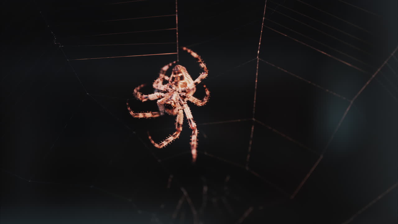 Close up of a spider sitting in its web, showing intricate details of its body and fine silk threads