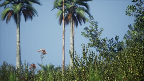 Tropische-Palmen-Und-Gras-An-Sonnigen-Tagen