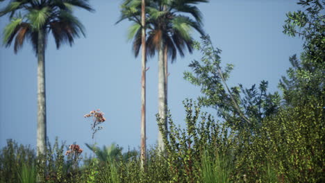 tropical palms and grass at sunny day