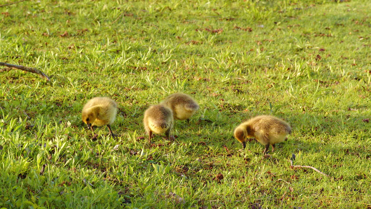 In slow motion, newborn goslings explore the ground—eating, playing, and walking.