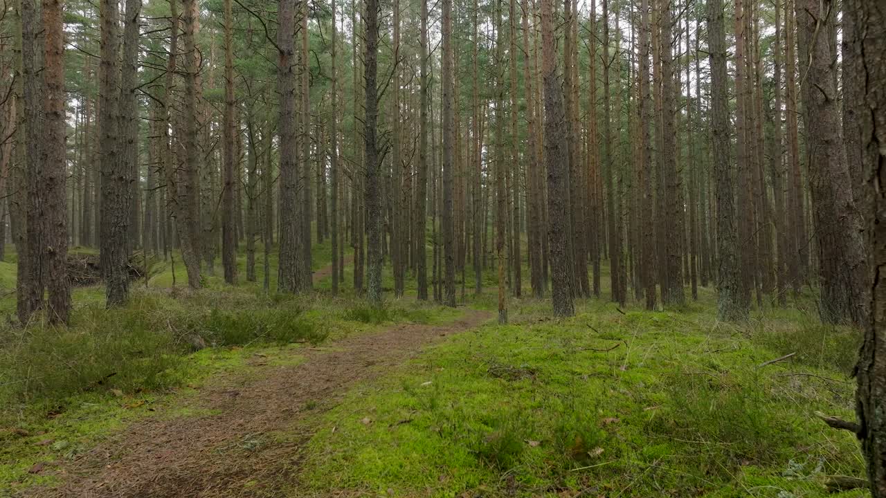 Aerial view of wild pine forest, green moss and heather under the trees, overcast day, light snow falling, Nordic woodland, Baltic sea coast, mystic concept, slow drone dolly shot moving forward low