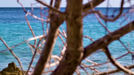 Efecto-De-Paralaje-Lento-Con-Un-árbol-Pequeño-Y-Un-Hermoso-Océano-Caribeño-Azul-Claro