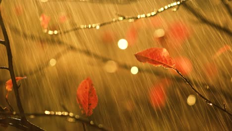 autumn rain close-up