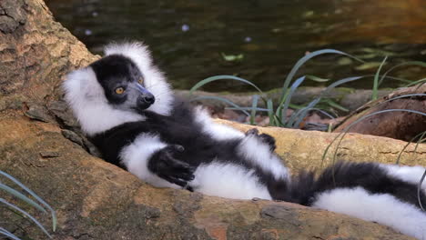 black and white ruffed lemur resting