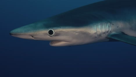 tiburón azul nadando cerca de buzo en el agua azul