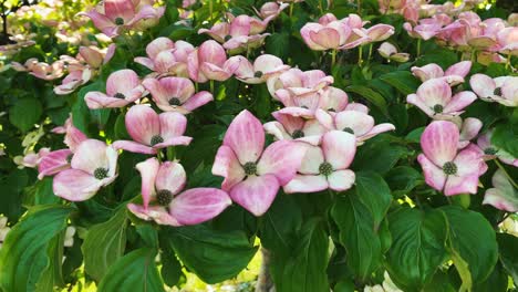 Beautiful-summer-flowers-in-Vancouver-BC