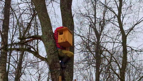 skilled arborist tree climber assembles and sets birdhouse up in tree in forest at winter