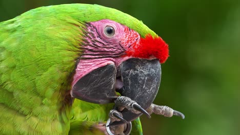 un gran guacamayo verde exótico con frente roja, abriendo una nuez con su pie y pico, una especie de ave en peligro crítico de extinción.