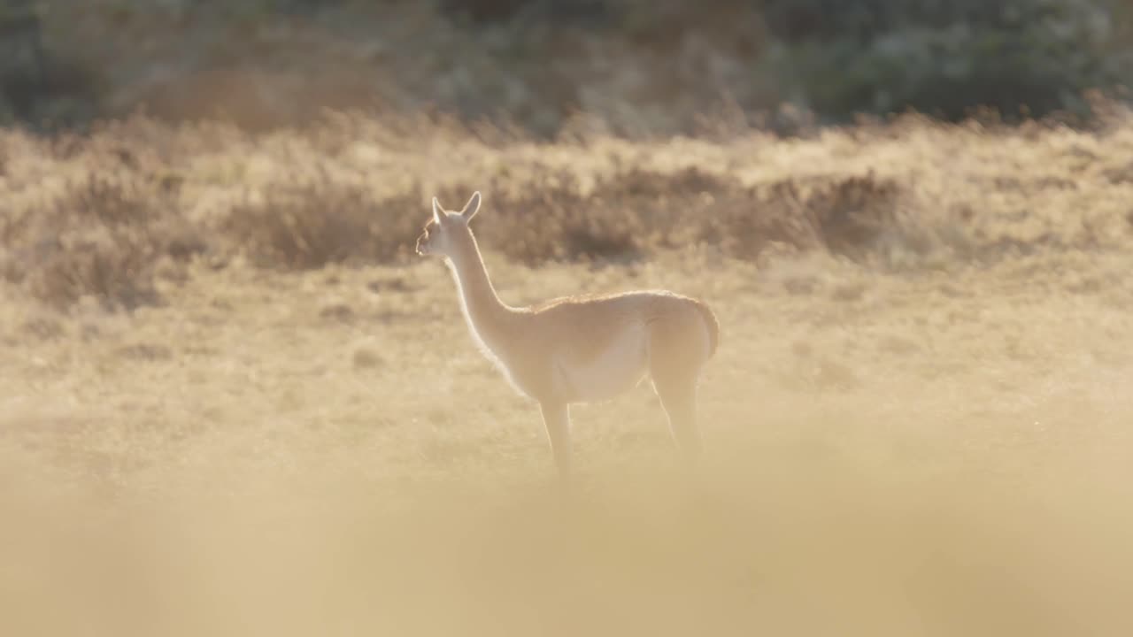 guanaco al acecho del peligro