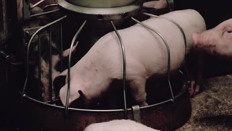 little pigs for rearing isolated eat from the trough 1