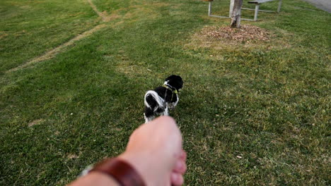 Einen-Kleinen-Hund-An-Der-Leine-Durch-Das-Gras-Führen