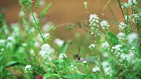 Araña-Tejedora-De-Orbes-Envolviendo-A-Su-Nueva-Víctima-Muerta-Con-Telaraña