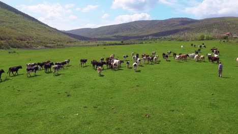 Aerial-view-of-cows-herding-and-running-on-green-field