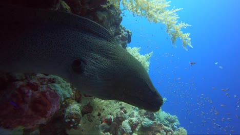 Giant-moray-eel-looking-out-to-the-blue-water-from-its-home-on-the-tropical-reef-wall