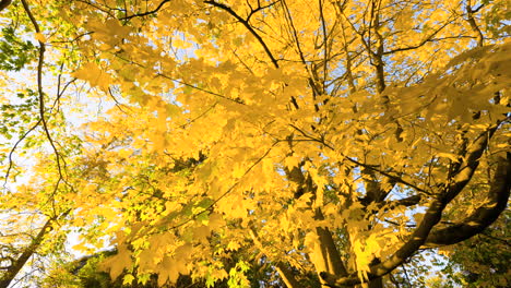 autumn canopy of golden leaves