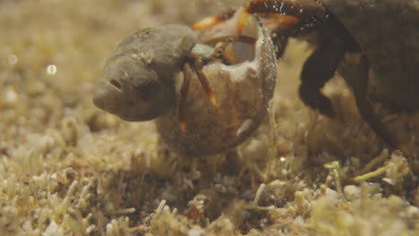 close up of small crabs underwater