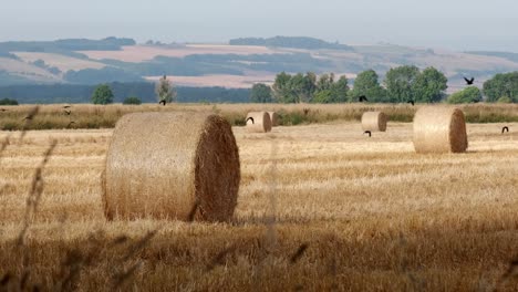 round hay bails in the field with black